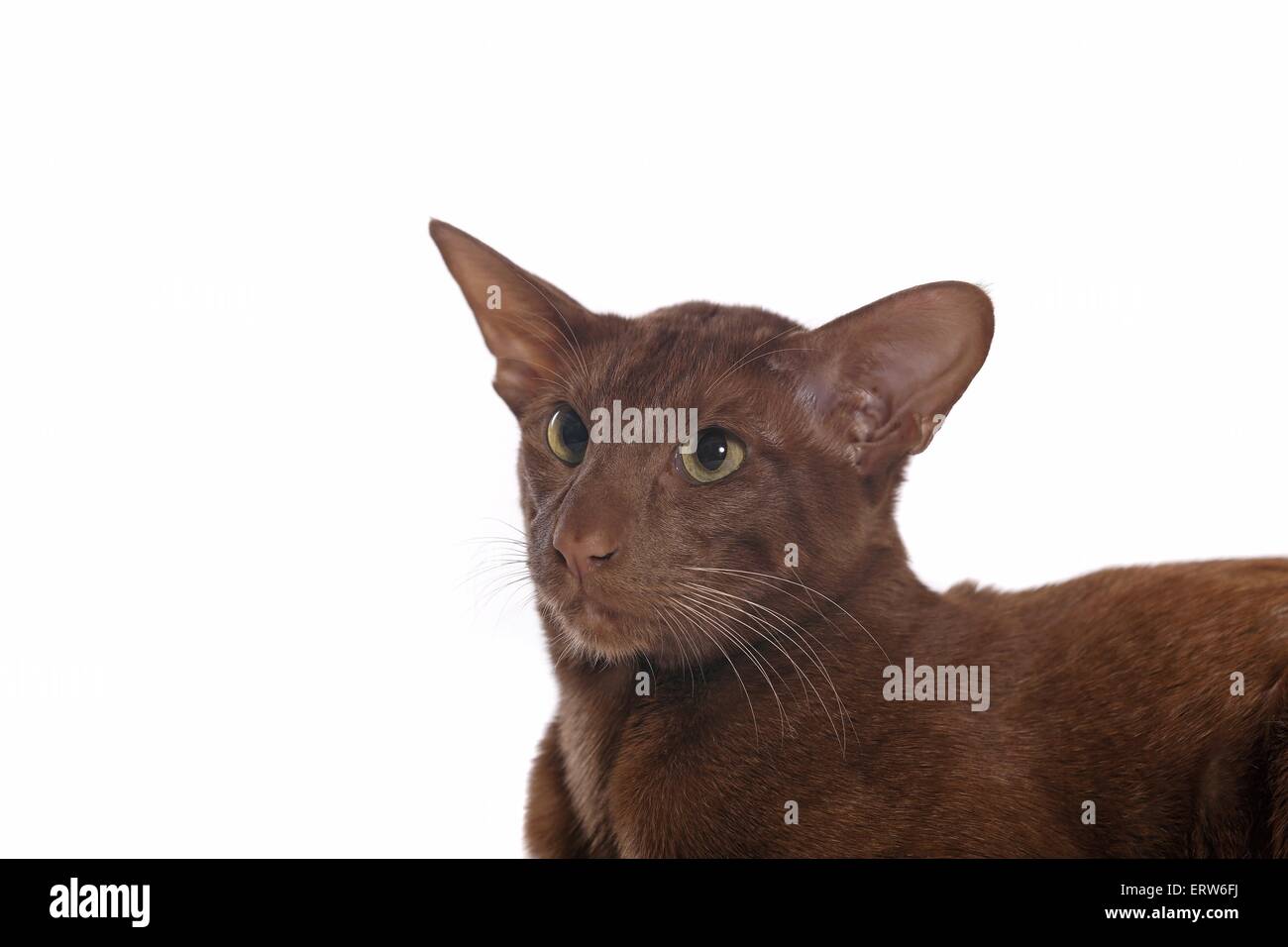 Oriental Shorthair Portrait Stock Photo - Alamy
