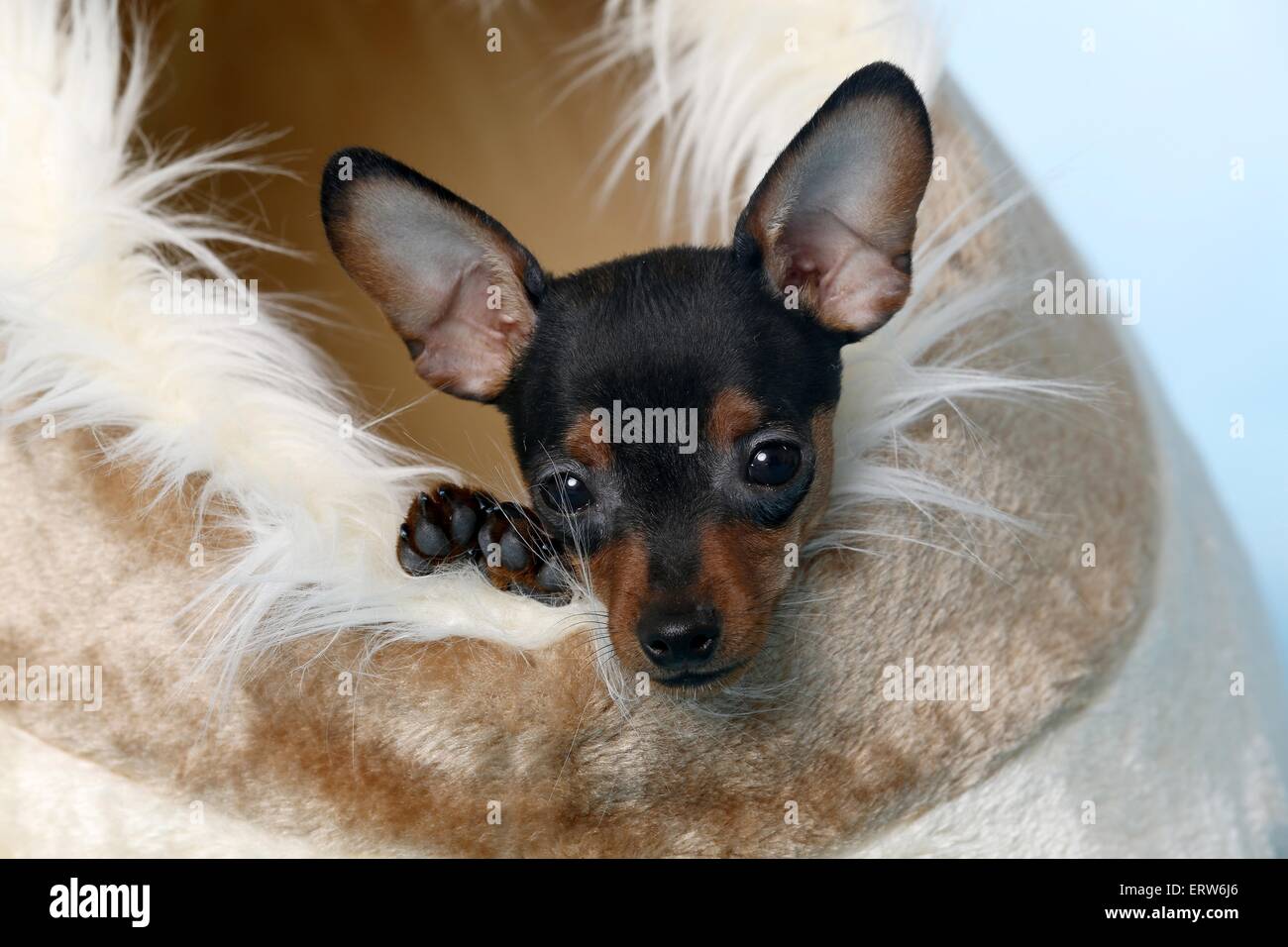 Prague rattler hi-res stock photography and images - Alamy