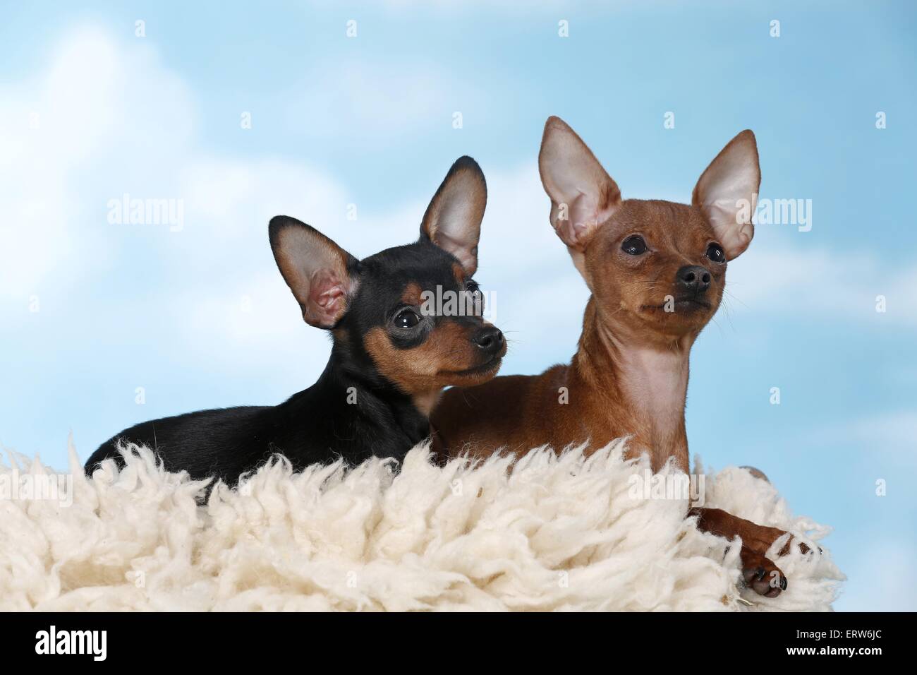two Prague Ratters Stock Photo - Alamy