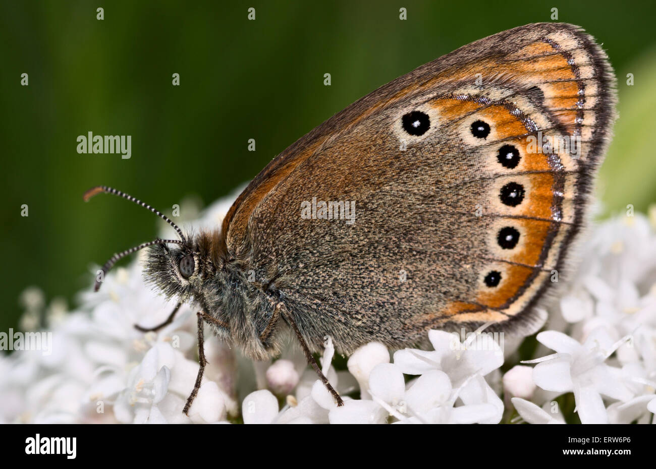 Butterfly Coenonympha leander, Satyridae Stock Photo