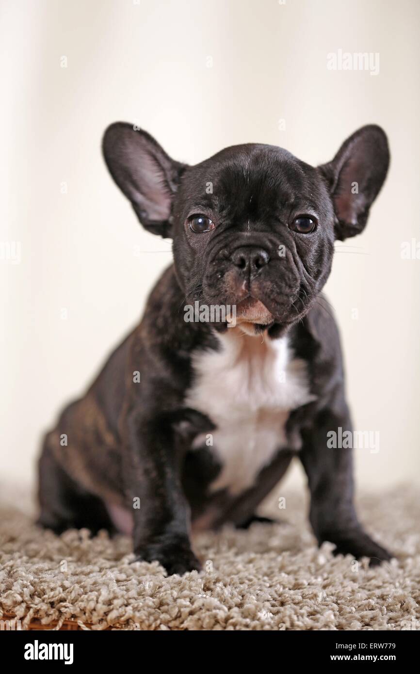 sitting French Bulldog Stock Photo