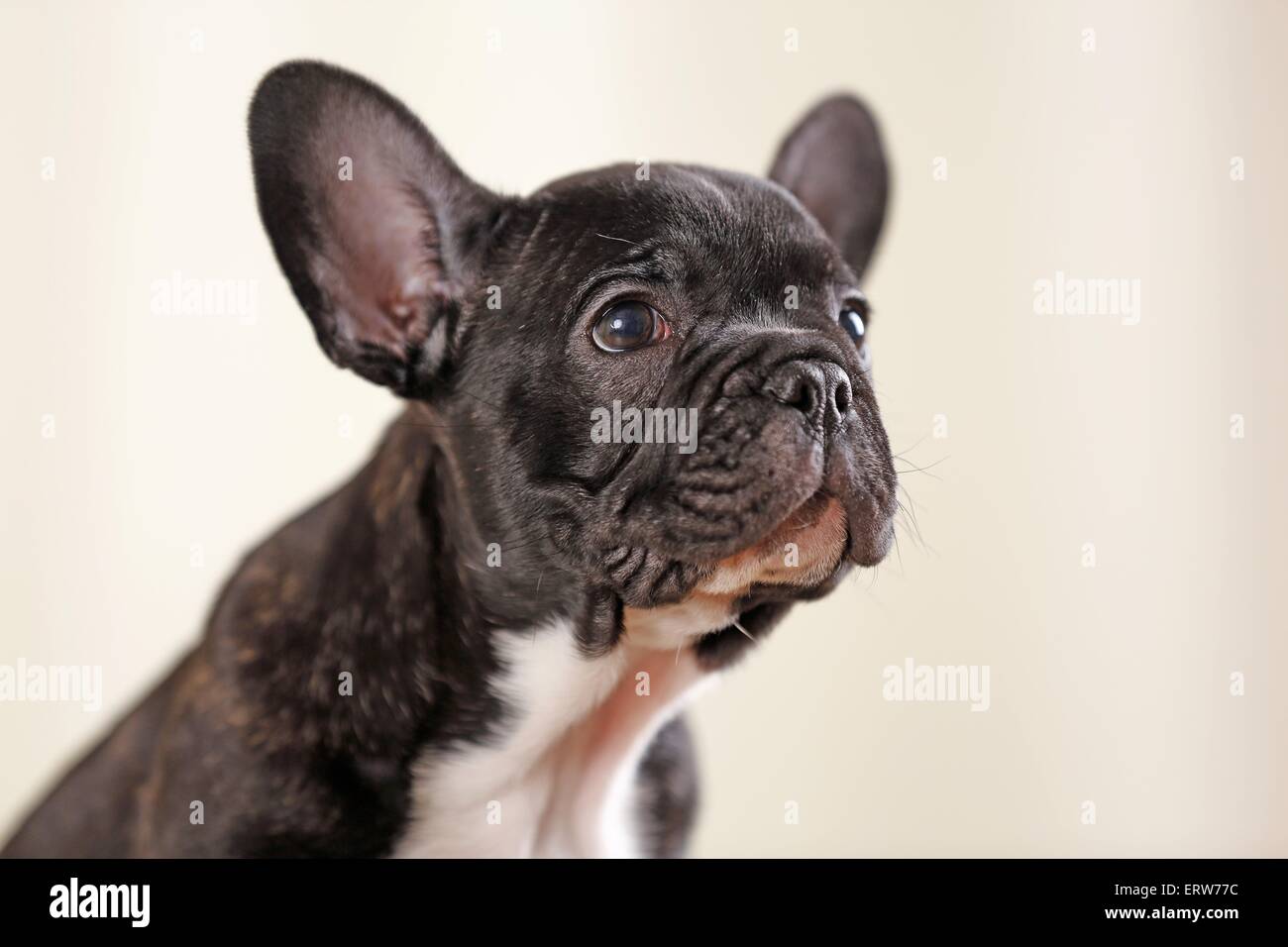 French Bulldog Portrait Stock Photo