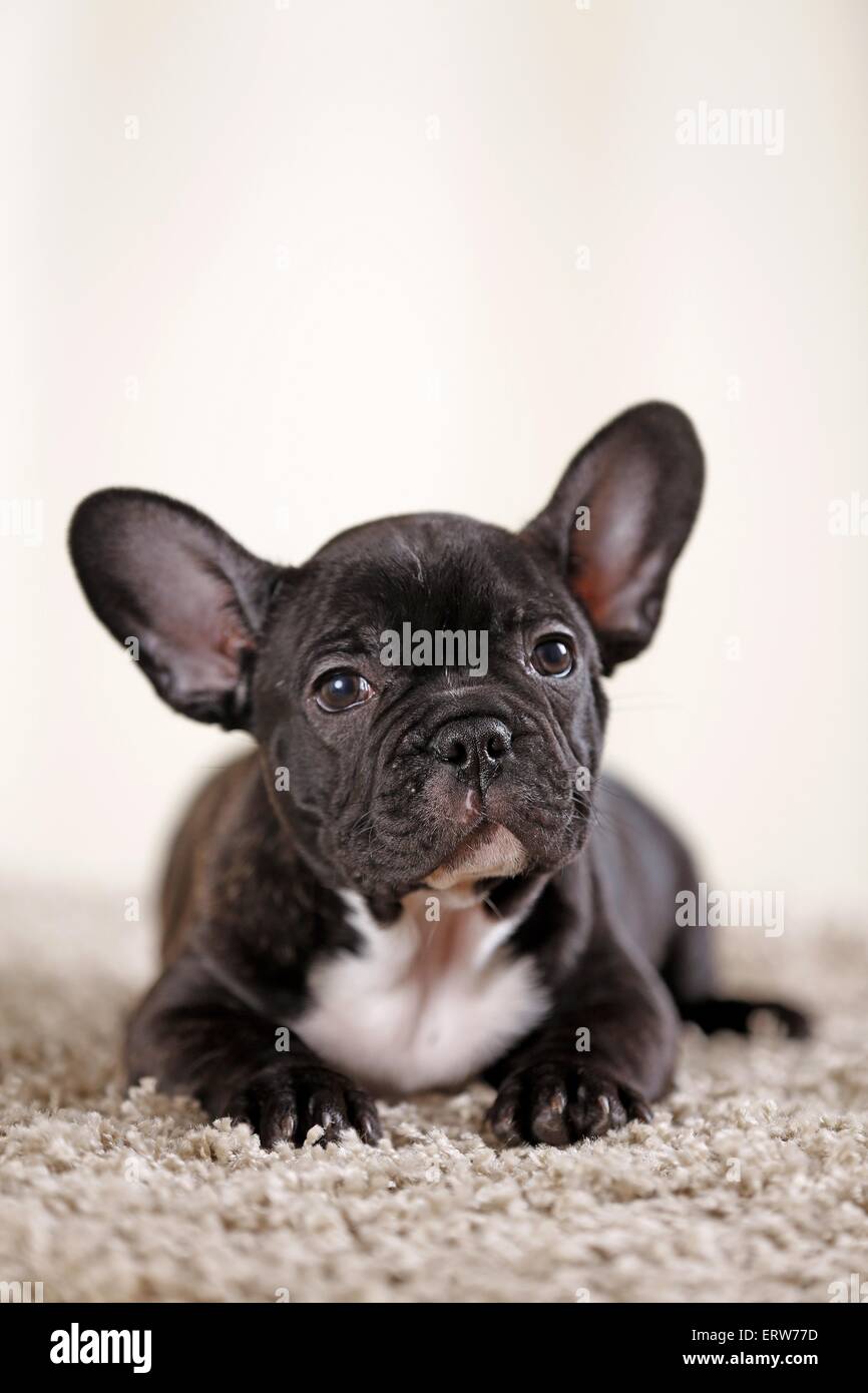 lying French Bulldog Stock Photo