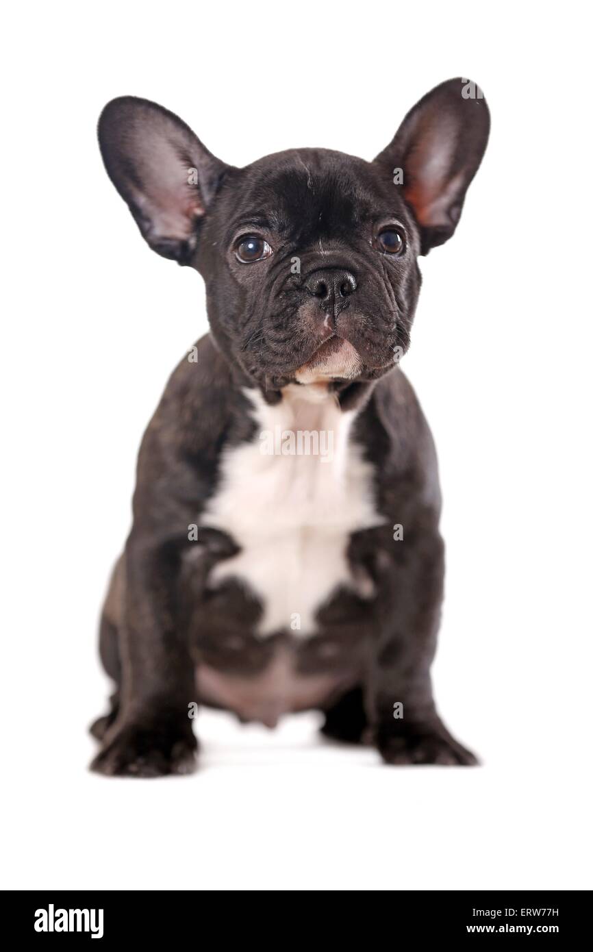 sitting French Bulldog Stock Photo