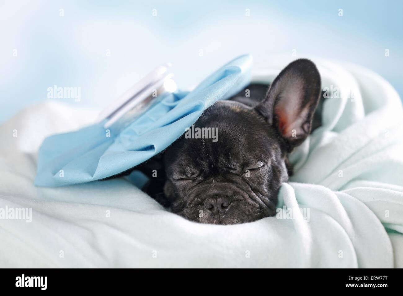 sleeping French Bulldog Stock Photo