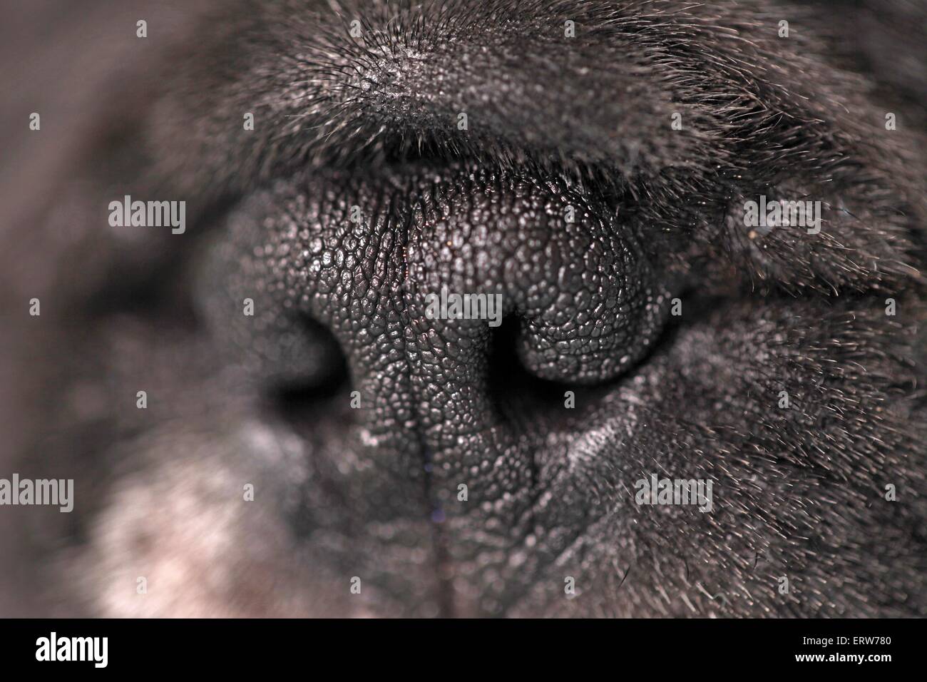French Bulldog nose Stock Photo