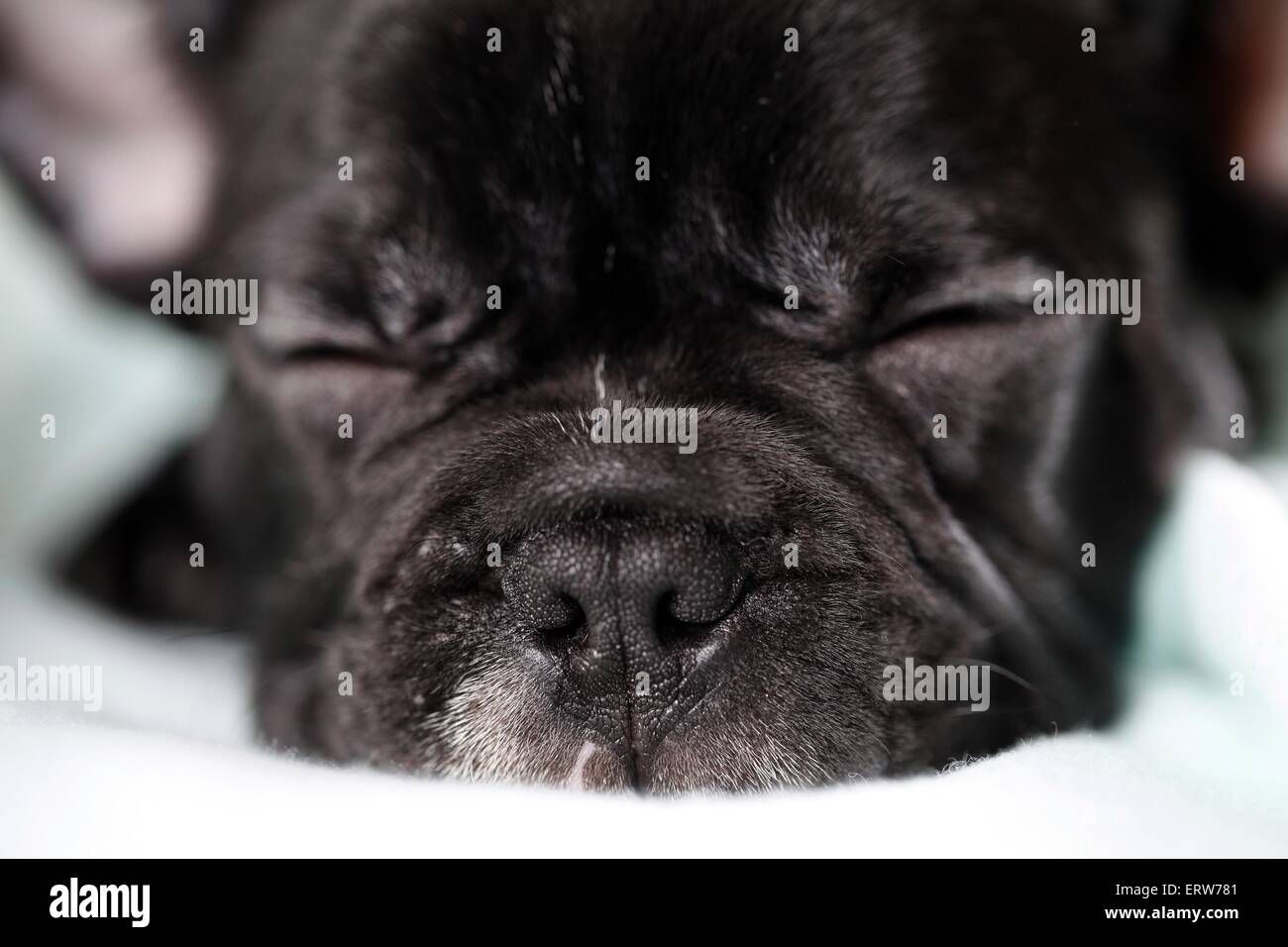 sleeping French Bulldog Stock Photo