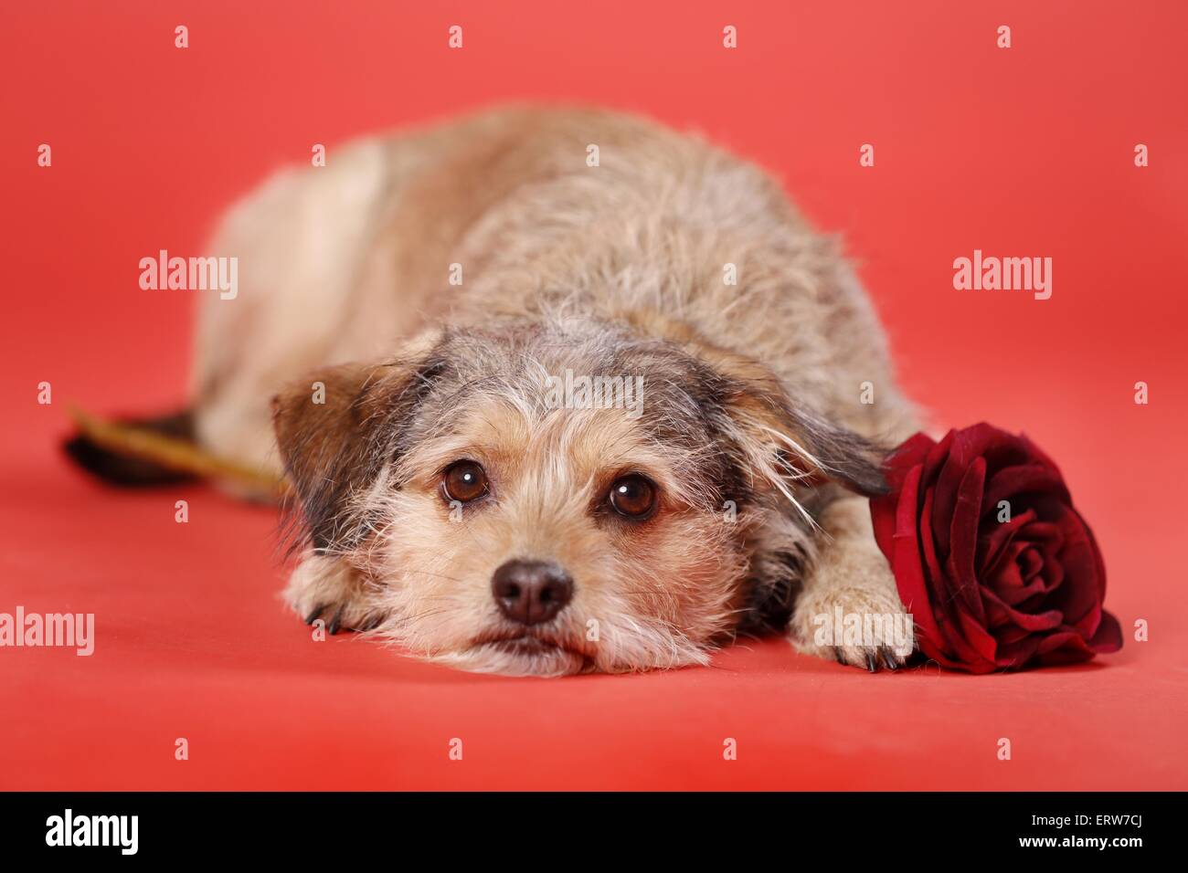 dog with rose Stock Photo - Alamy