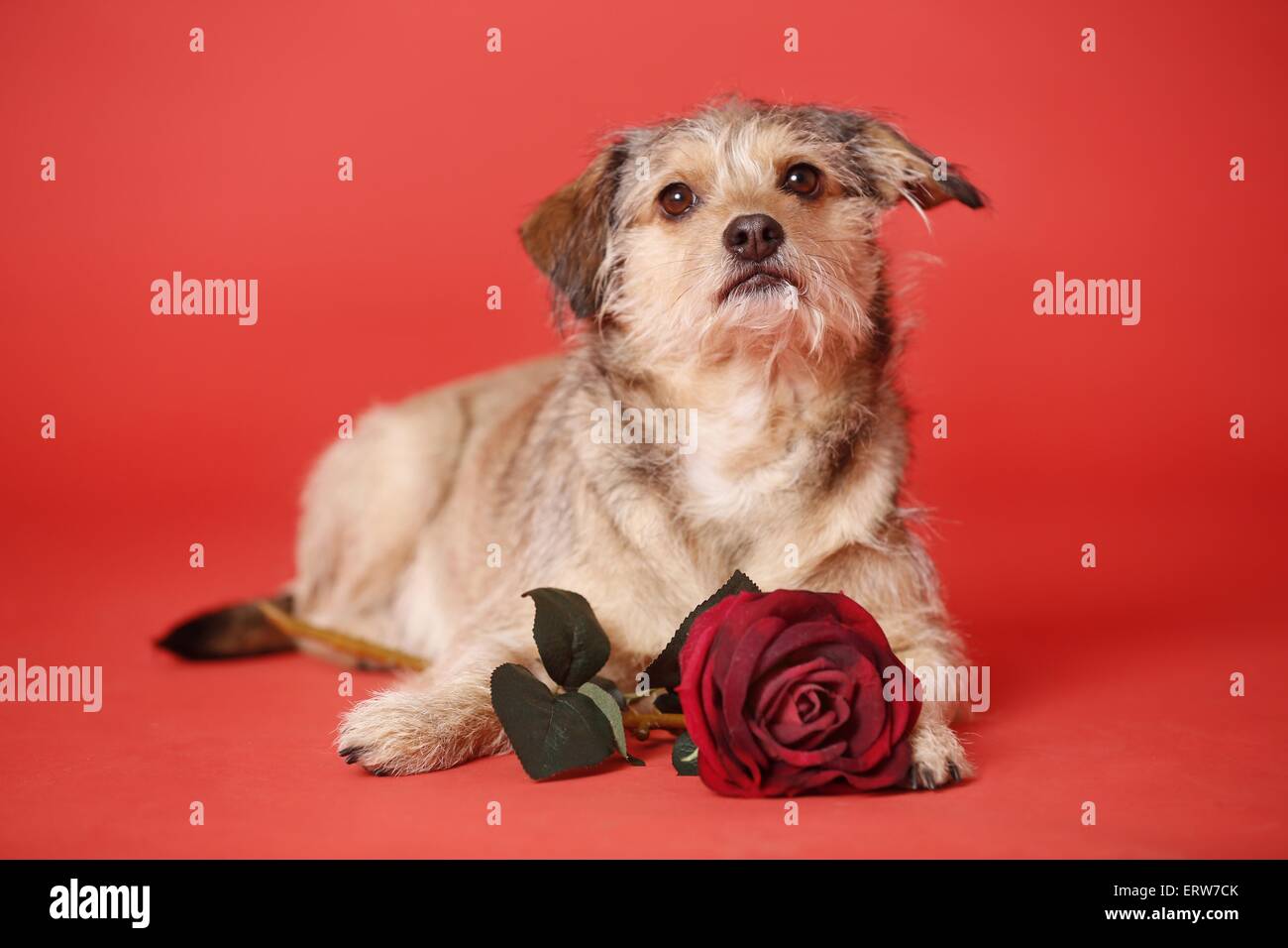 dog with rose Stock Photo - Alamy