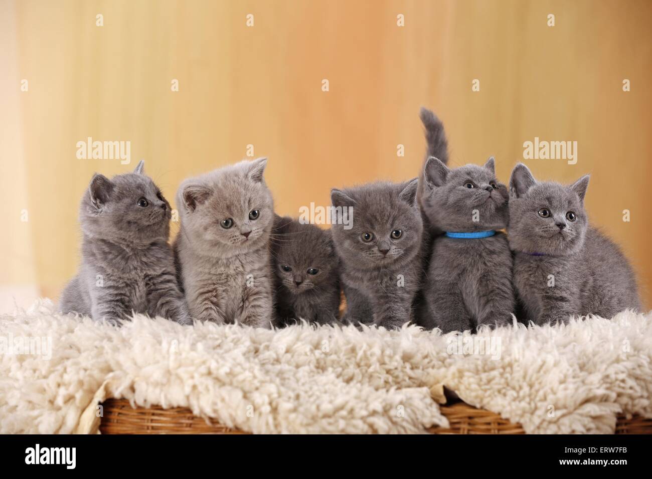 British Shorthair Kitten Stock Photo Alamy