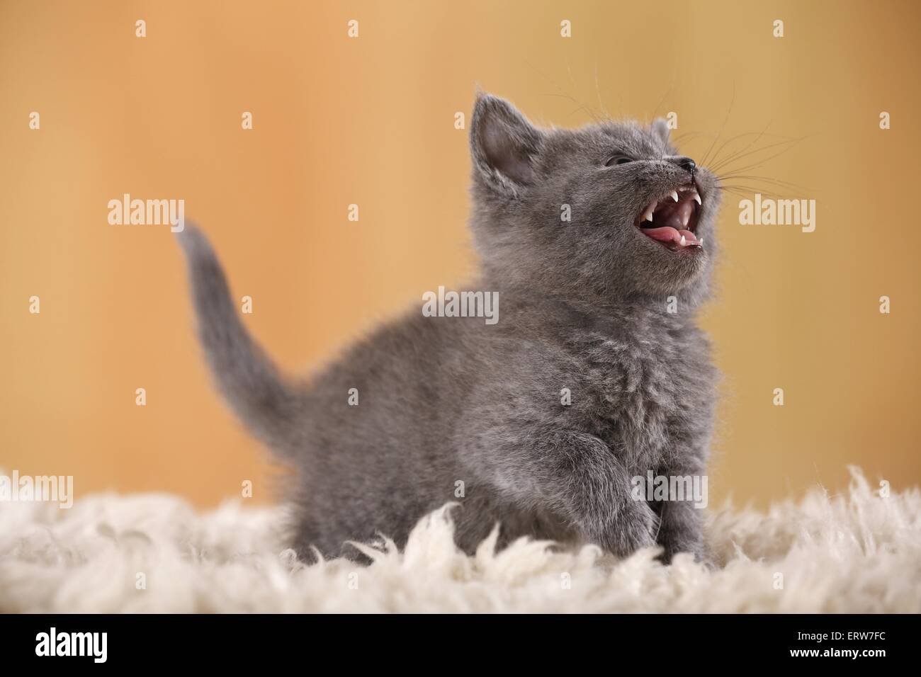 British Shorthair Kitten Stock Photo