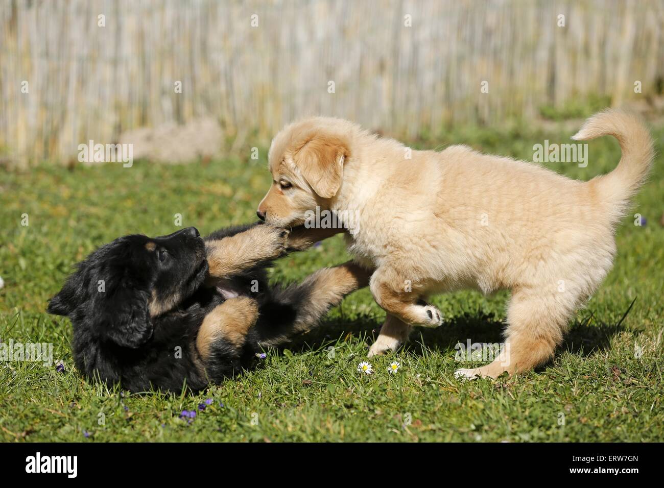 Hovawart Puppies Stock Photo