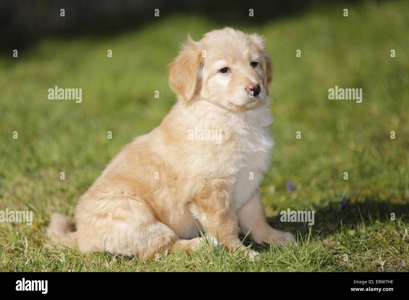Hovawart Puppy Stock Photo