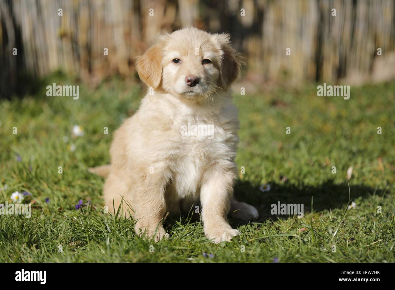 Hovawart Puppy Stock Photo