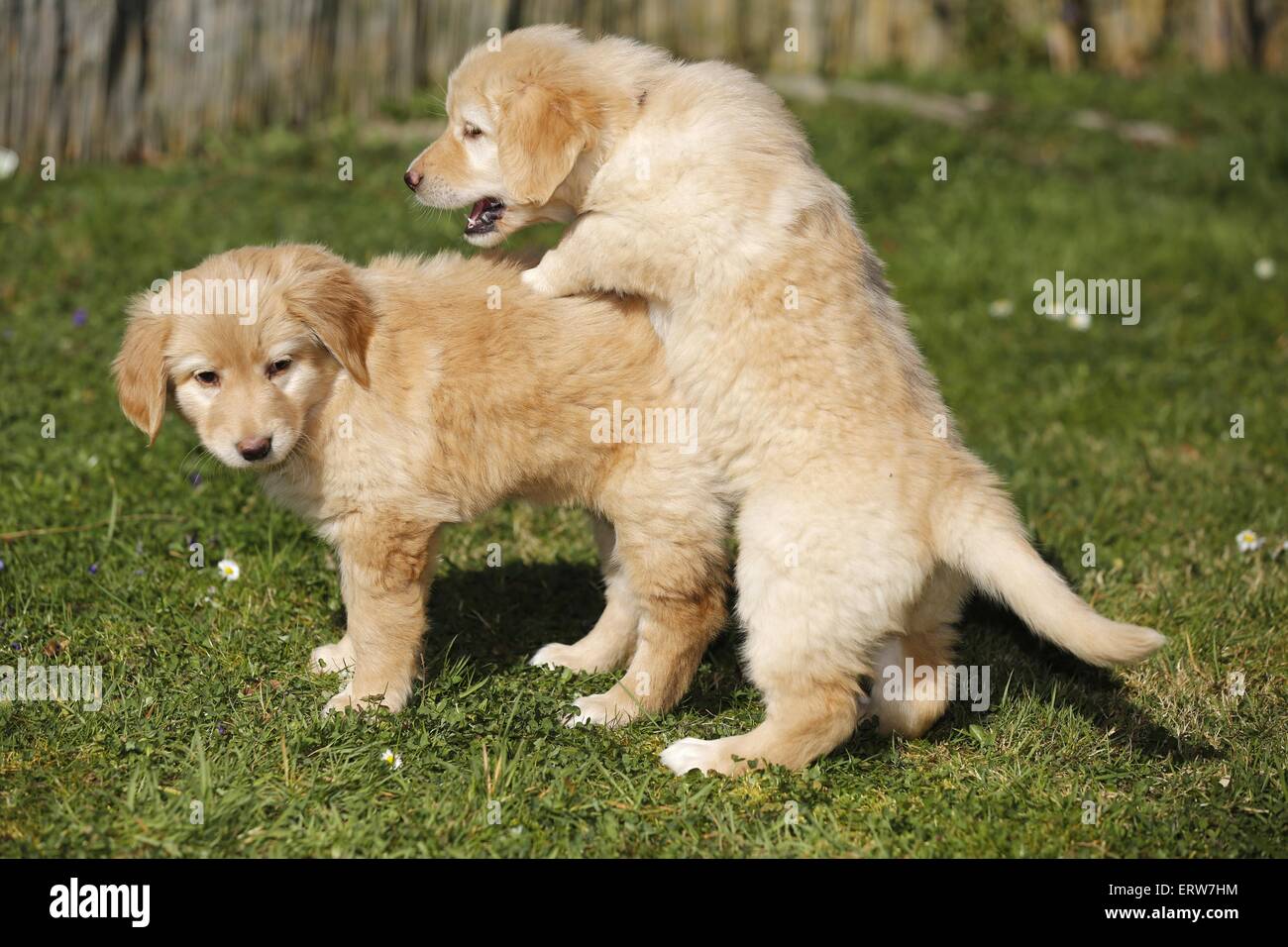 Hovawart Puppies Stock Photo