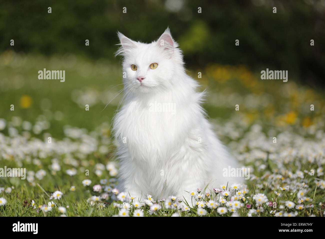 Siberian Cat sitting on flower meadow Stock Photo - Alamy