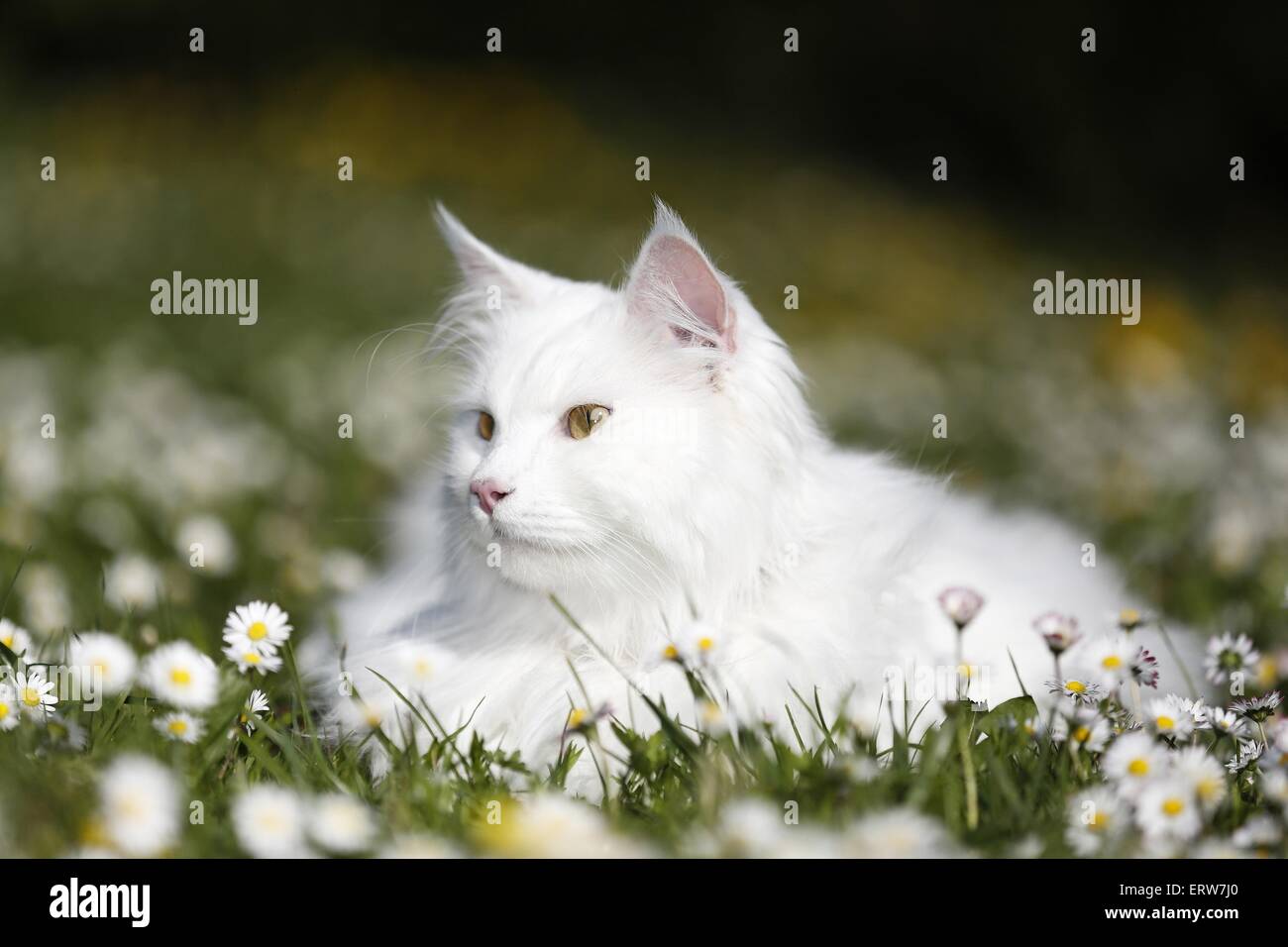 Siberian Cat lying in flower meadow Stock Photo