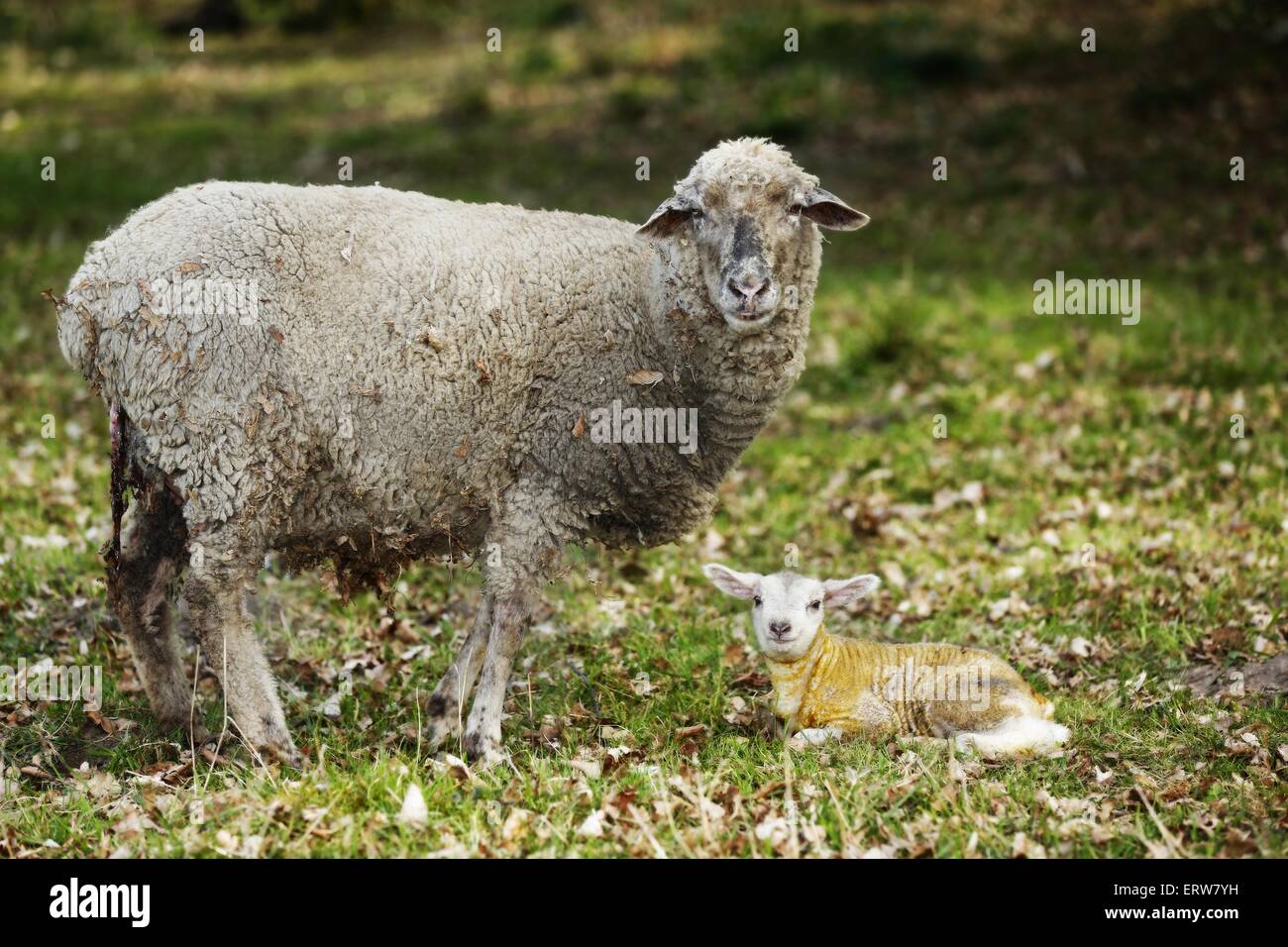 newborn lamb Stock Photo