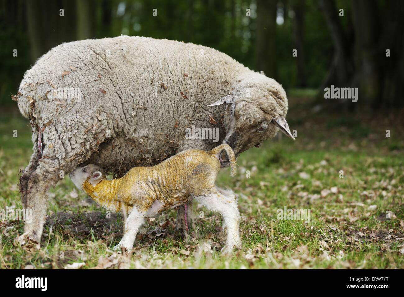 Mother sheep nursing lamb domestic hi-res stock photography and images ...