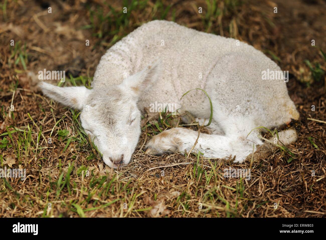 young lamb Stock Photo