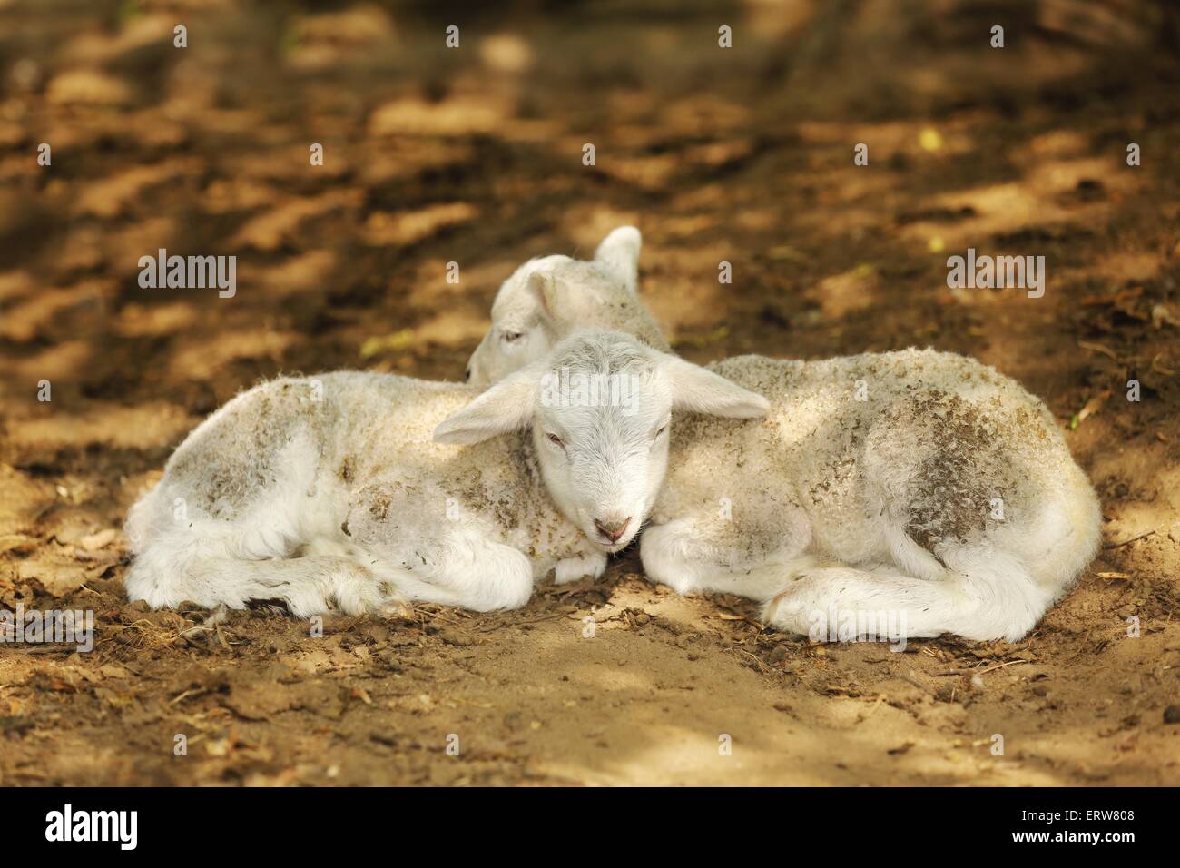 sheep Stock Photo