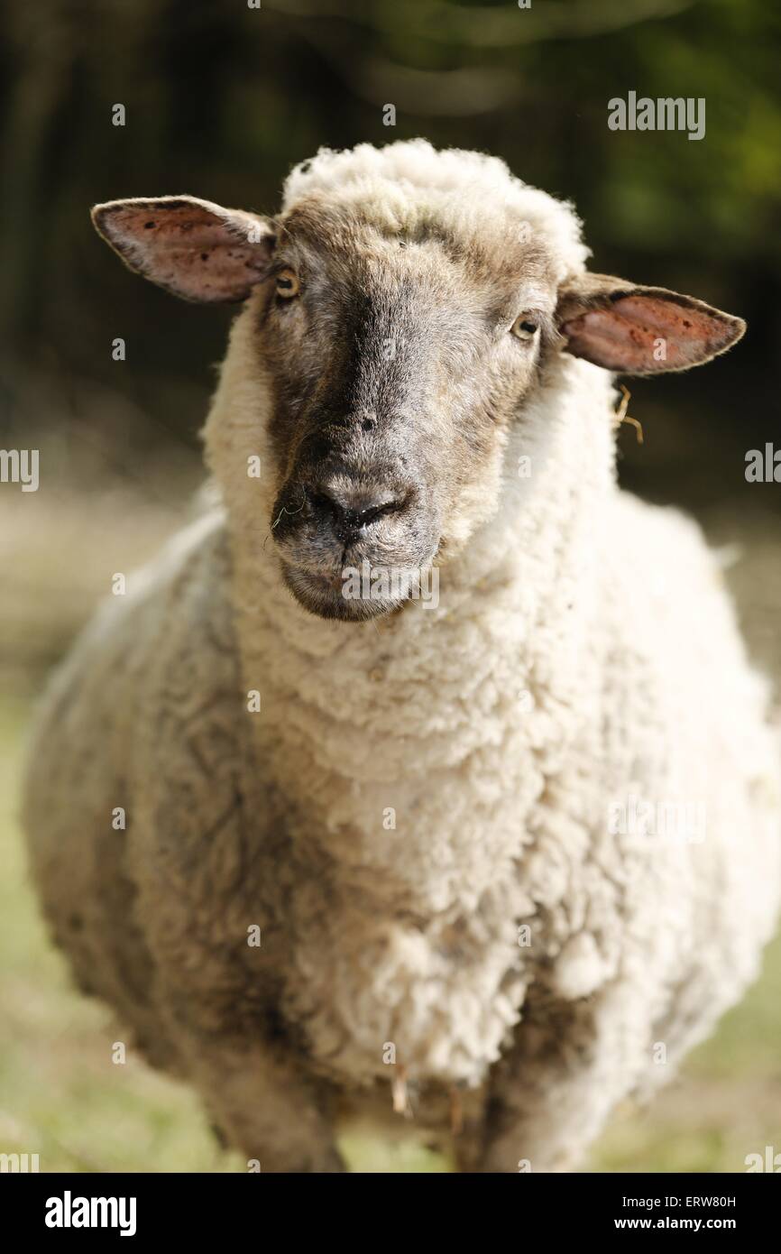 sheep Stock Photo