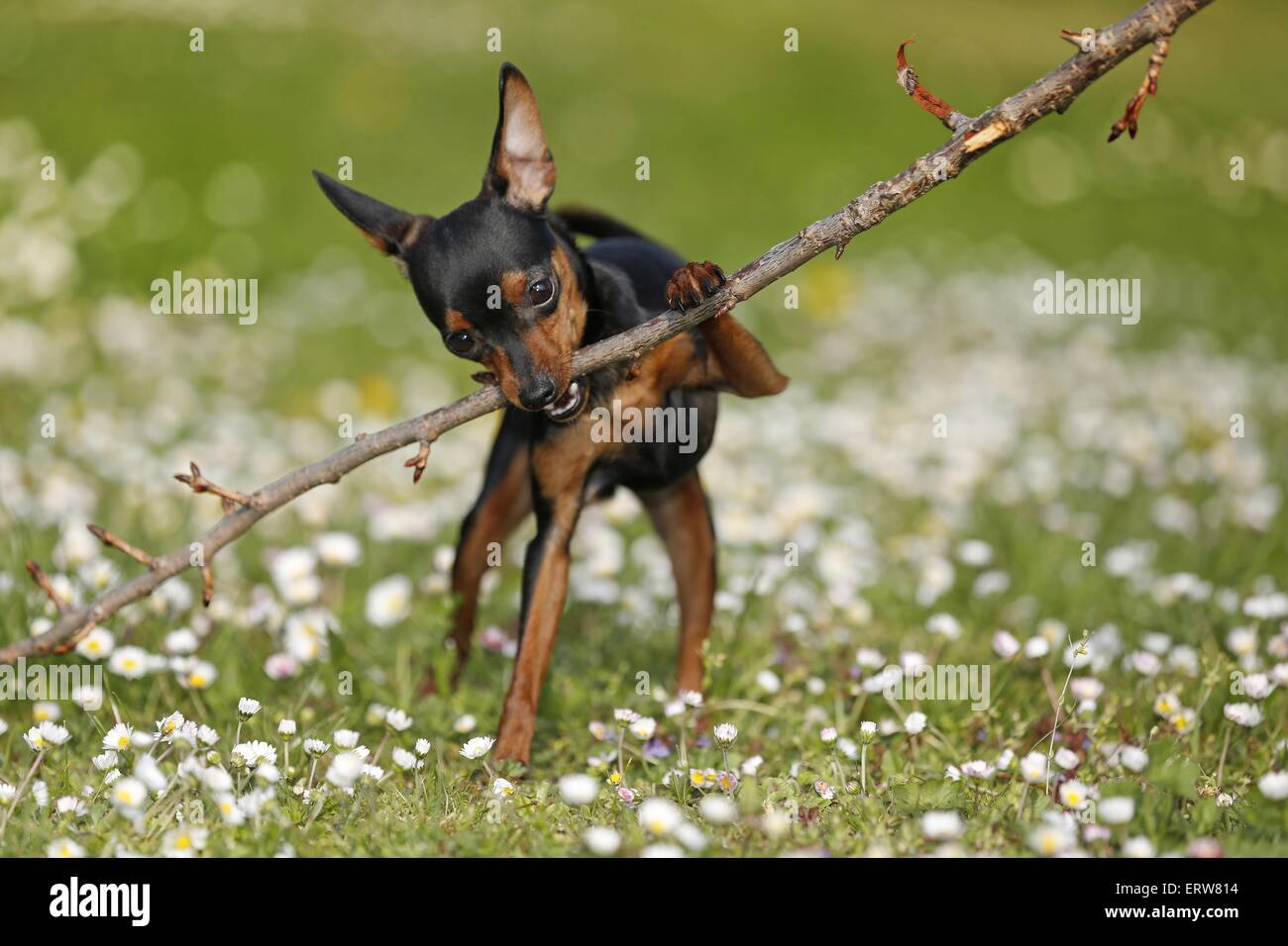 Parague Ratter Prague Ratter plays with stick Stock Photo - Alamy