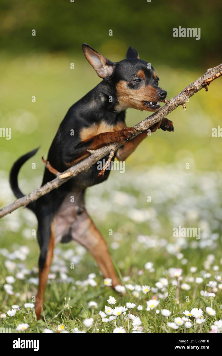 Parague Ratter Prague Ratter plays with stick Stock Photo - Alamy