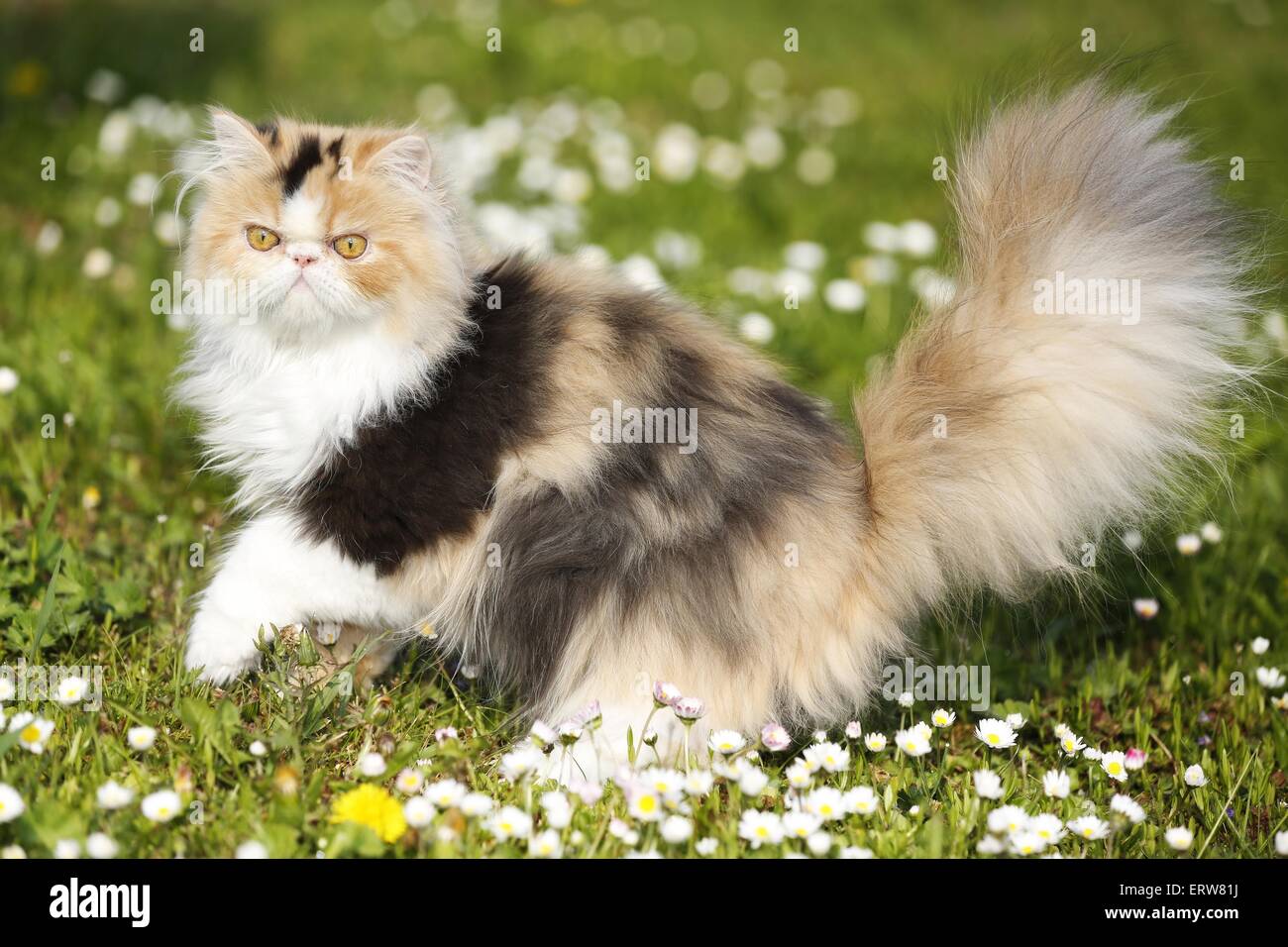 Persian Cat on meadow Stock Photo