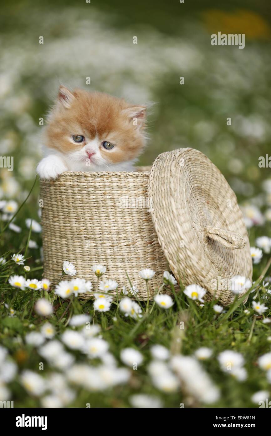 Highlander kitten on flower meadow Stock Photo