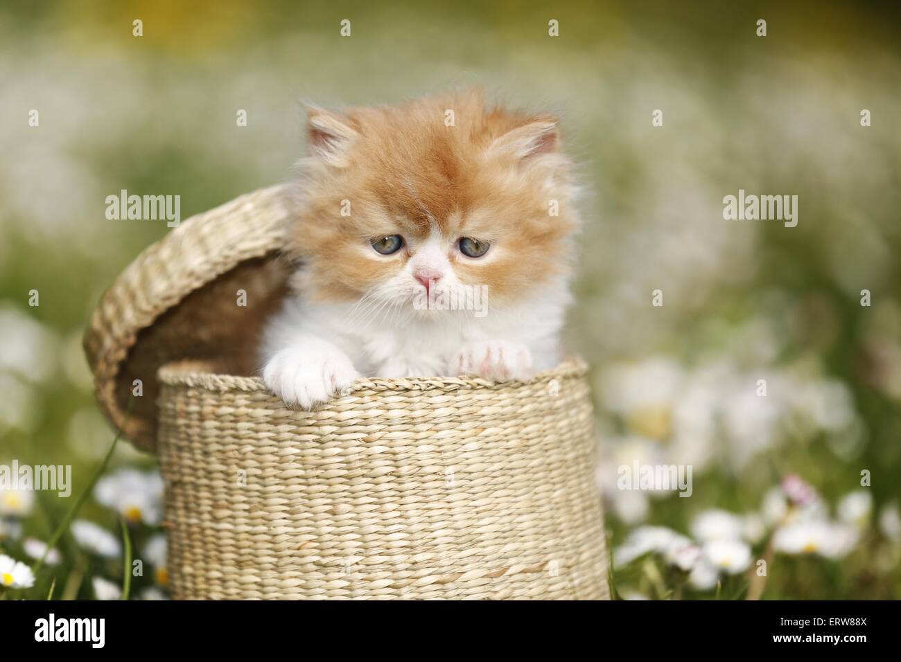 Highlander kitten on flower meadow Stock Photo