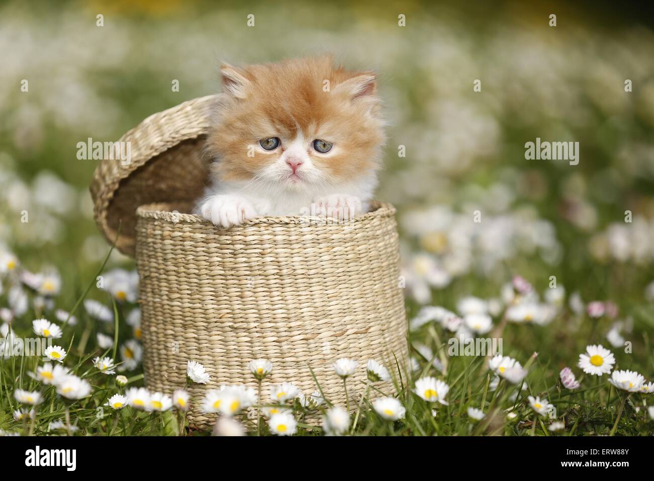 Highlander kitten on flower meadow Stock Photo