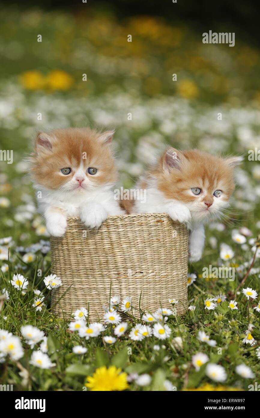 Highlander kitten on flower meadow Stock Photo