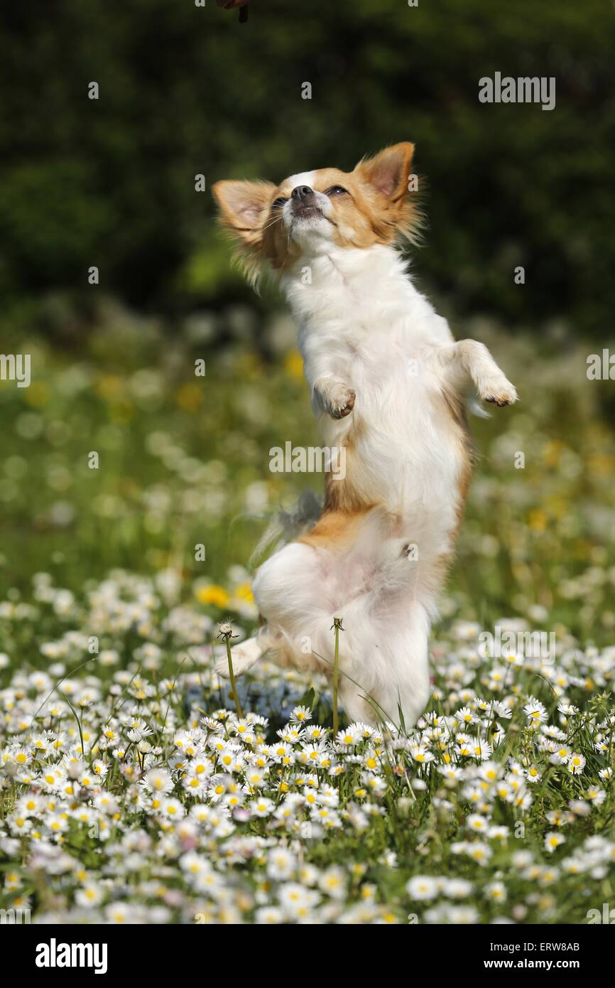 Chihuahua on flower meadow Stock Photo
