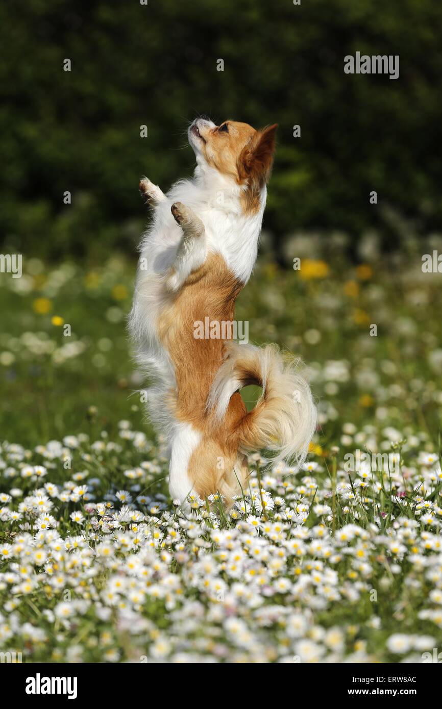 Chihuahua on flower meadow Stock Photo