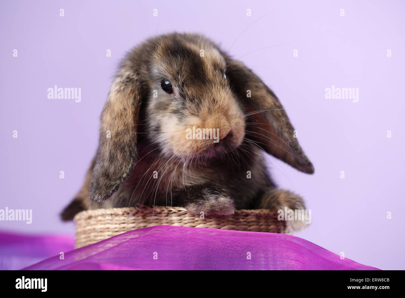 lop rabbit Stock Photo
