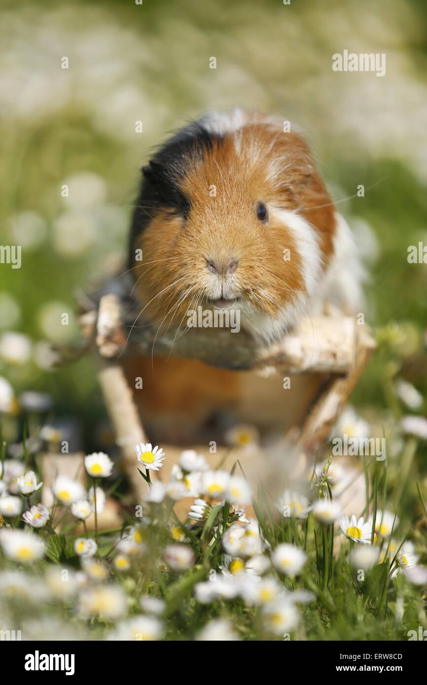 smooth-haired guinea pig Stock Photo