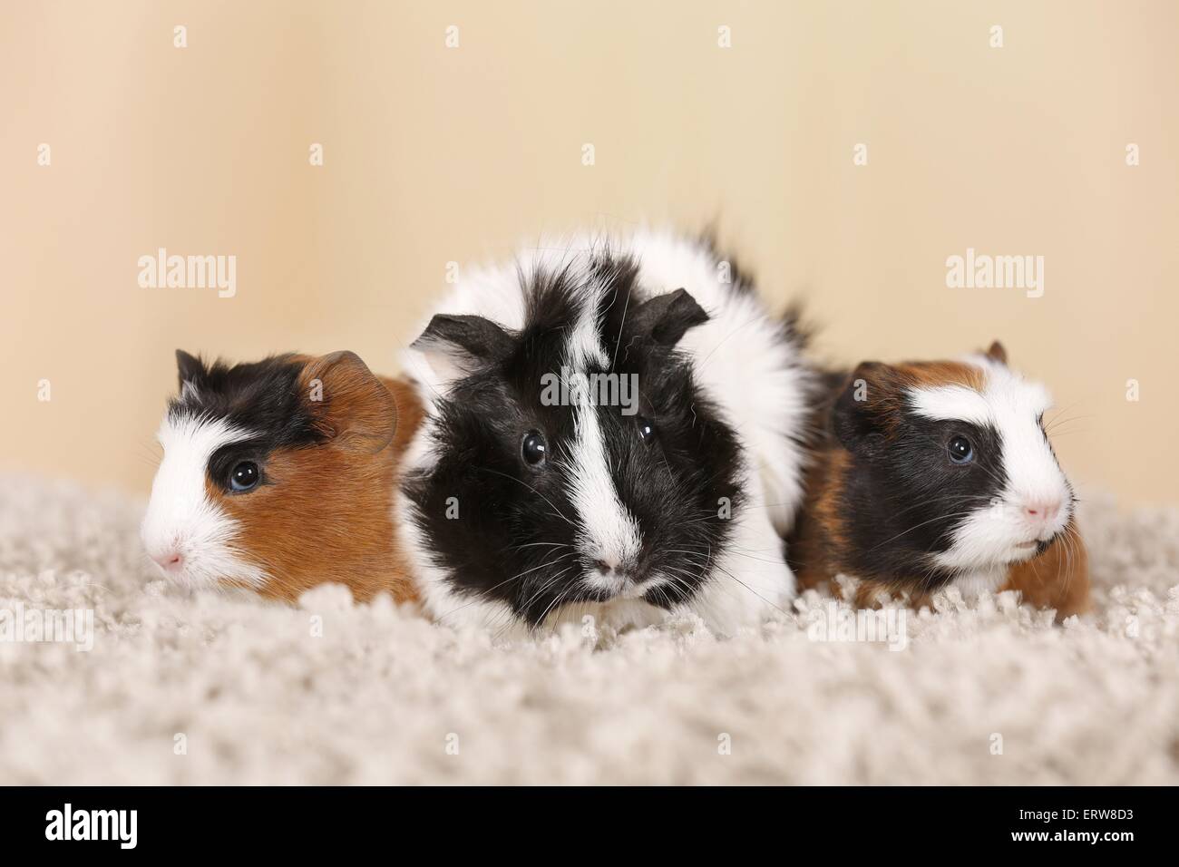 Abyssinian guinea pig Stock Photo - Alamy