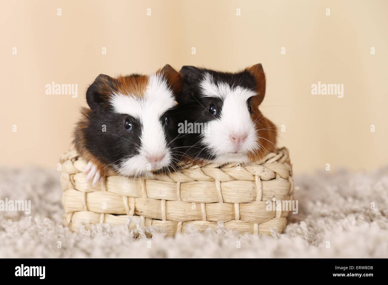young smooth-haired guinea pigs Stock Photo