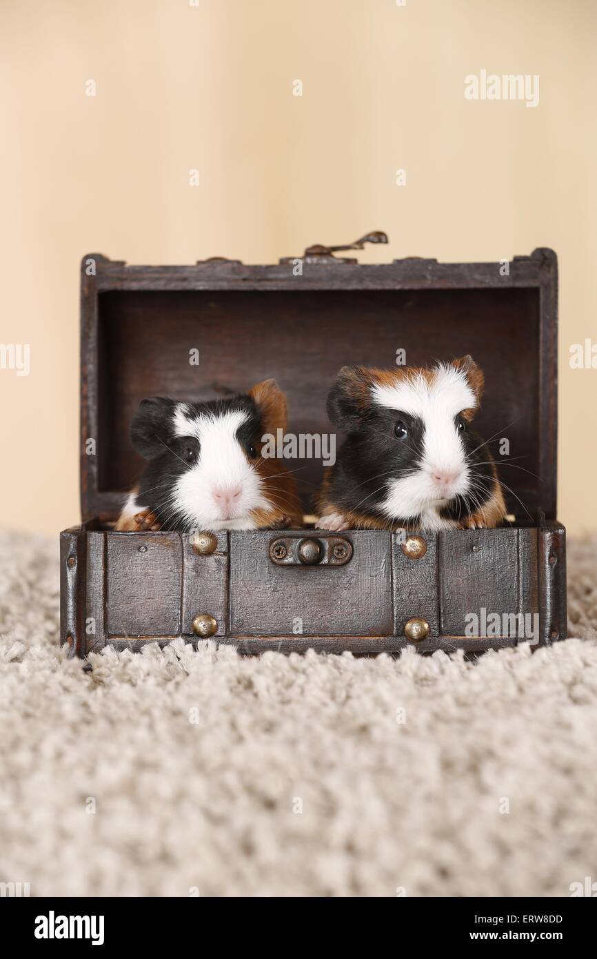 young smooth-haired guinea pigs Stock Photo