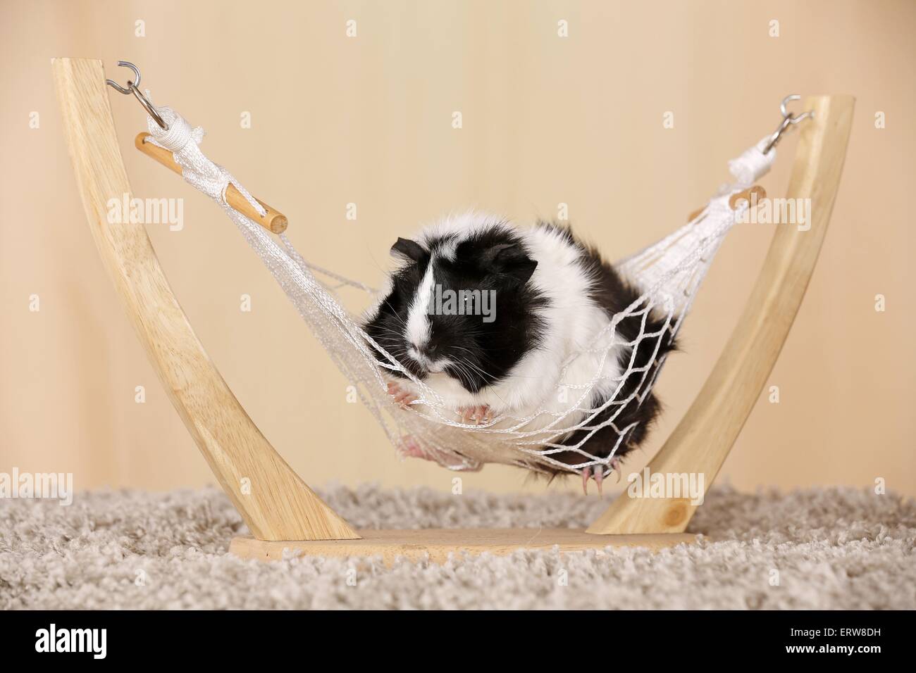 Abyssinian guinea pig Stock Photo - Alamy