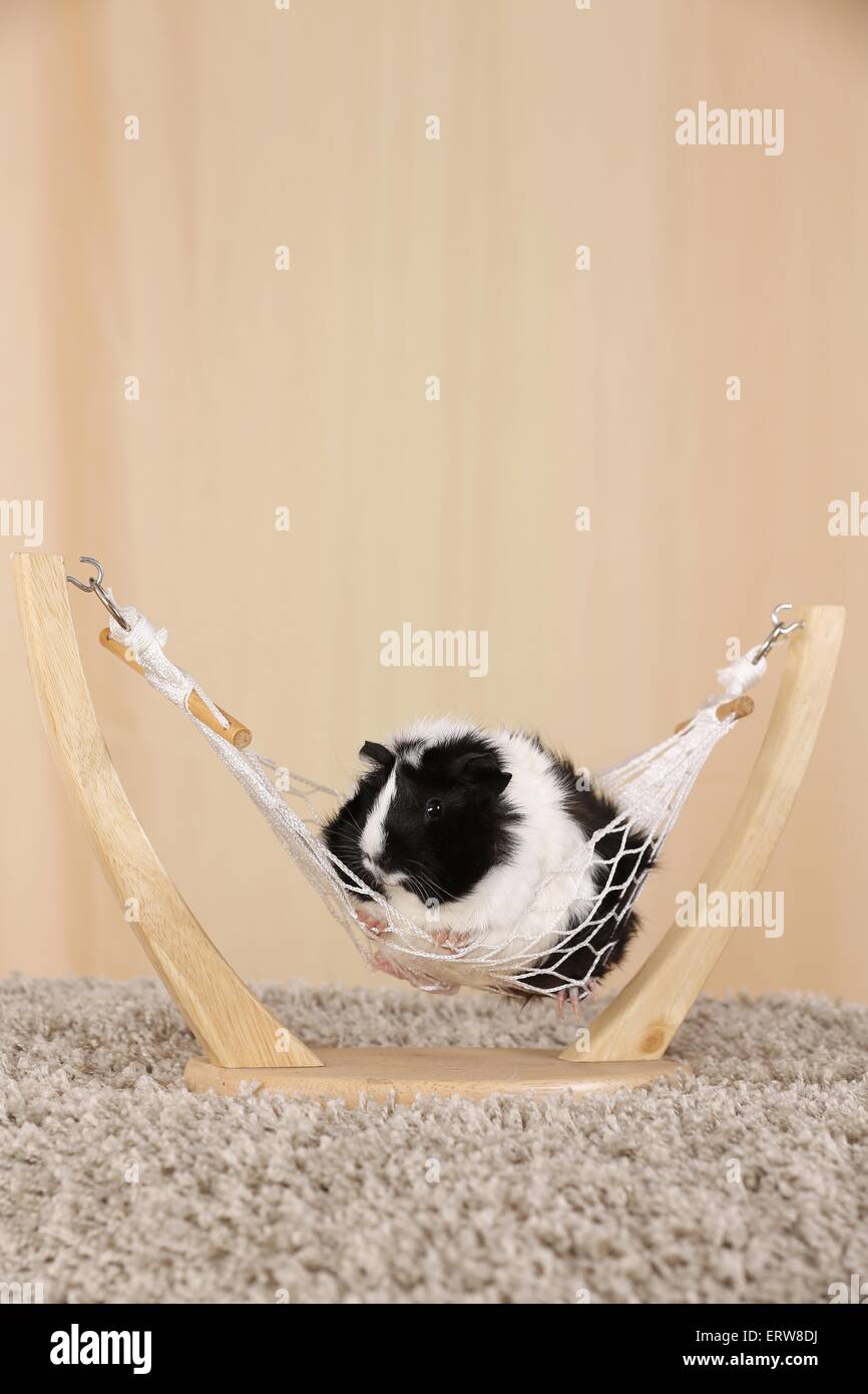 Abyssinian guinea pig Stock Photo