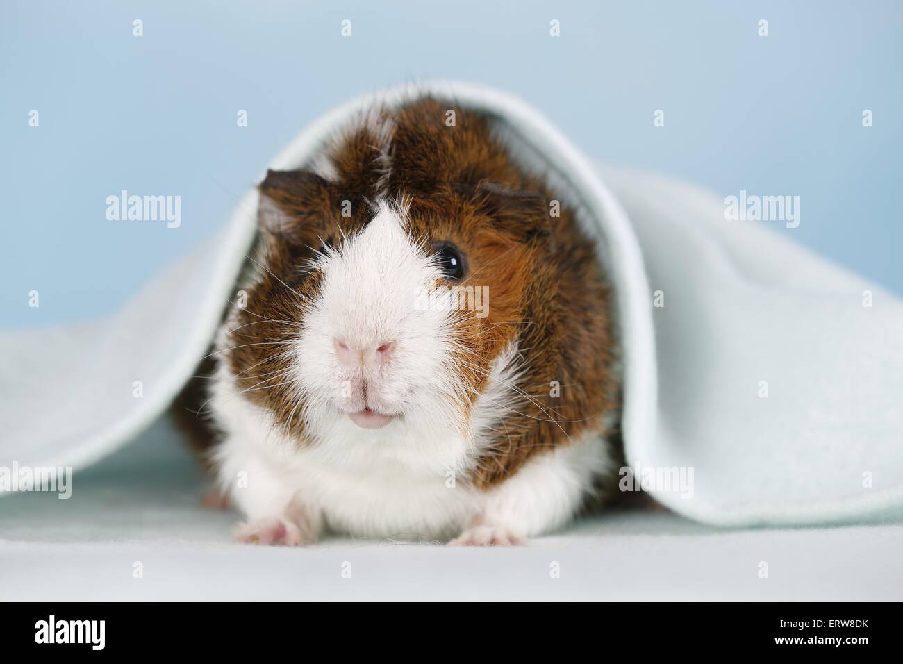 Abyssinian guinea pig Stock Photo - Alamy