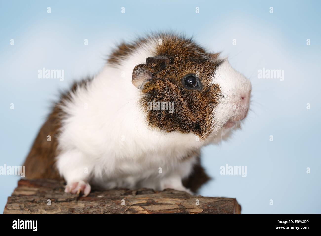 Abyssinian guinea pig Stock Photo Alamy