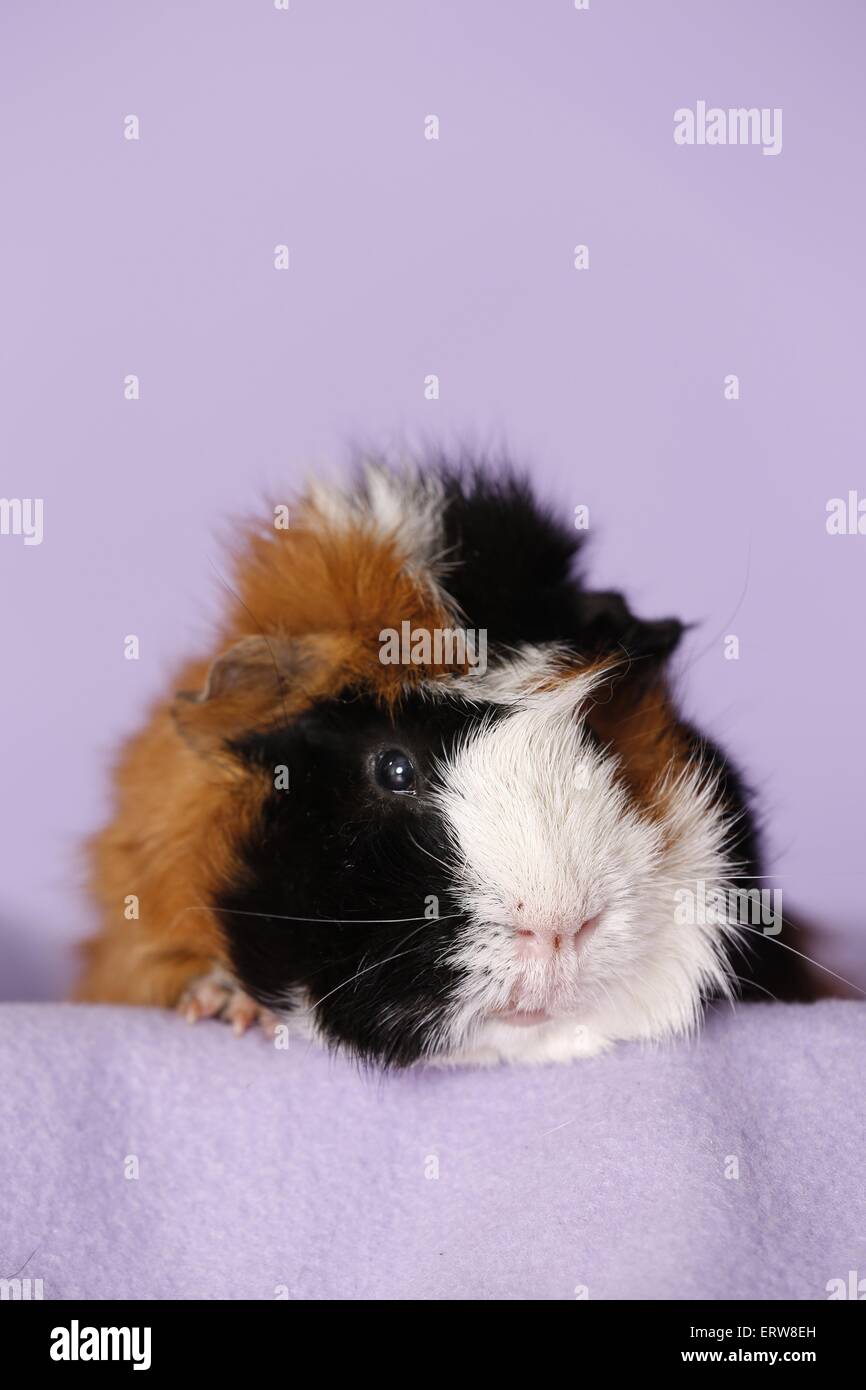 Abyssinian guinea pig Stock Photo