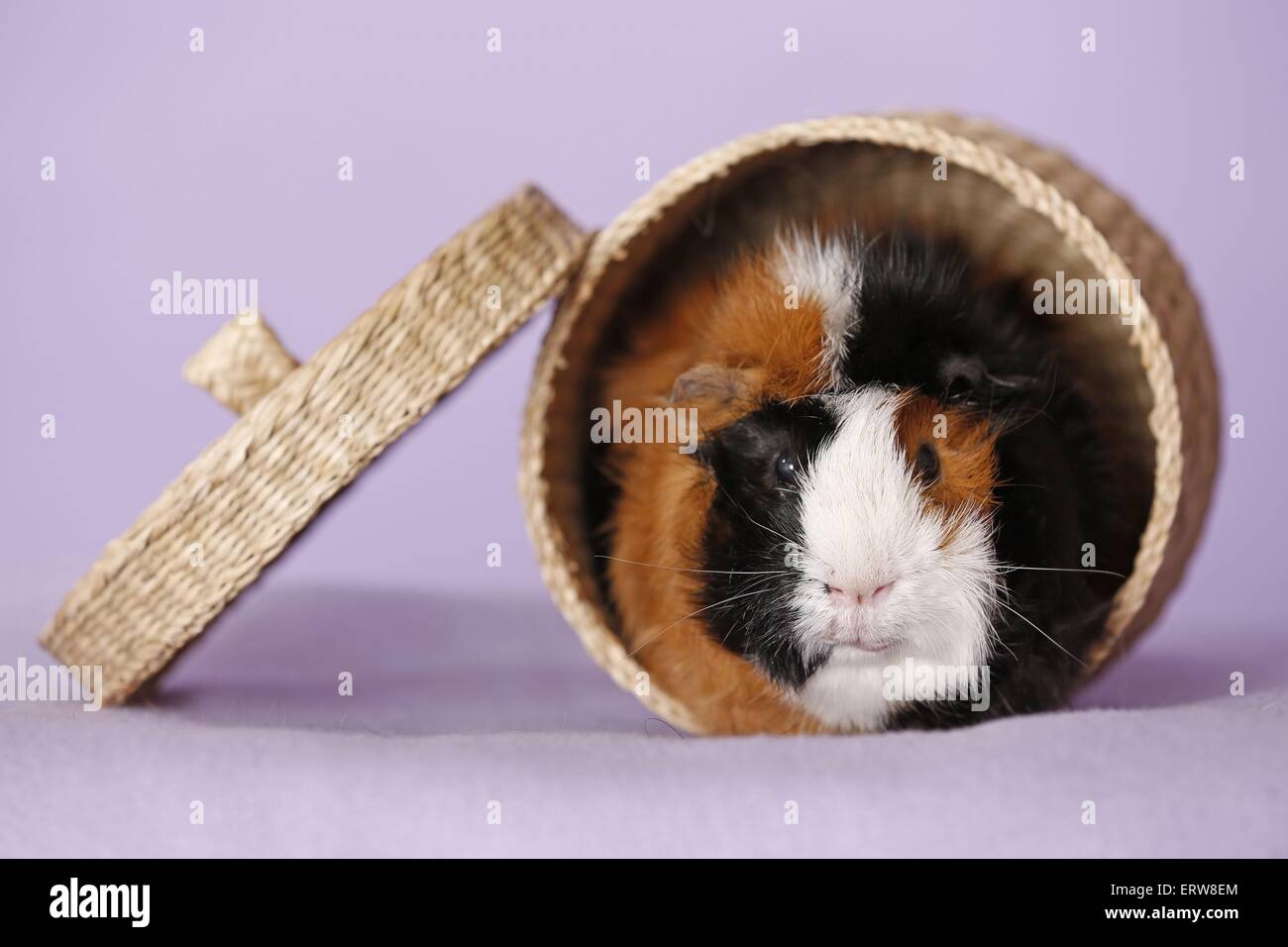 Abyssinian guinea pig Stock Photo