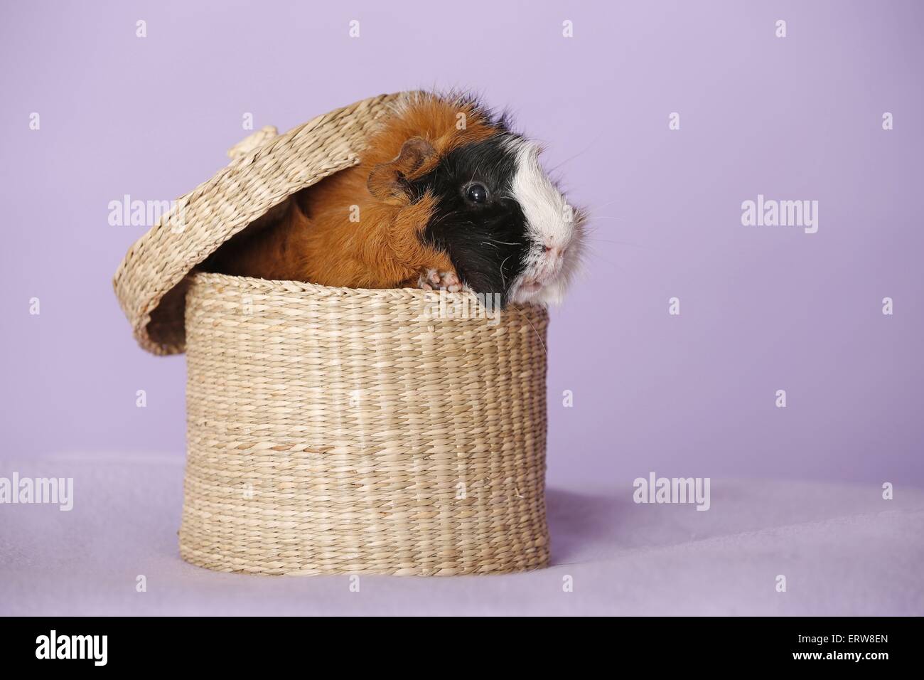 Abyssinian guinea pig Stock Photo