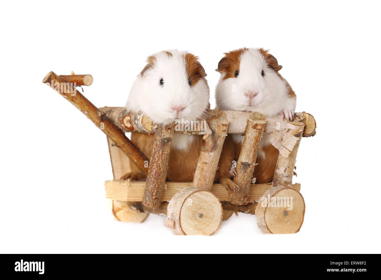 smooth-haired guinea pig Stock Photo