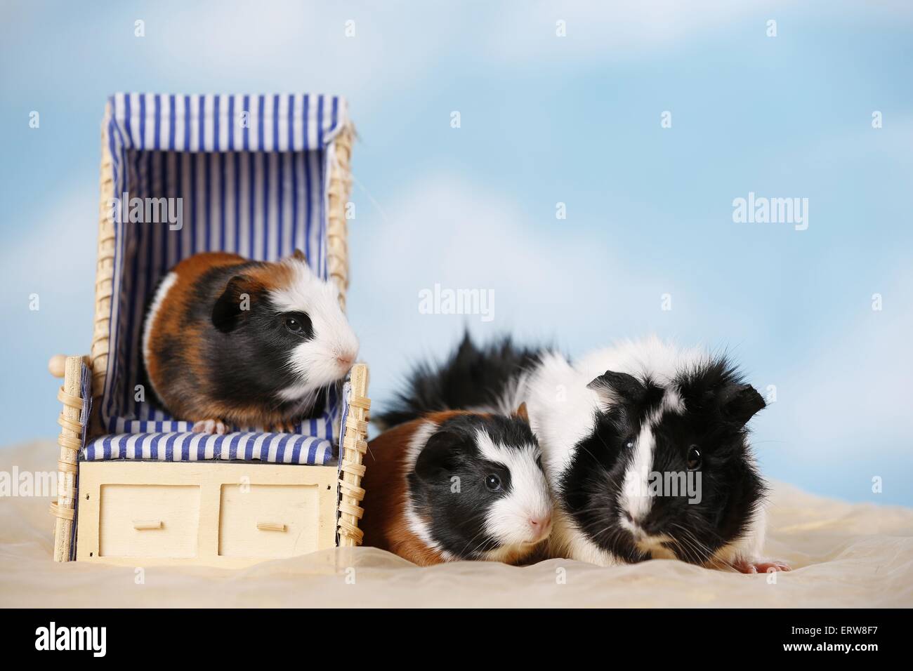 Abyssinian guinea pig Stock Photo