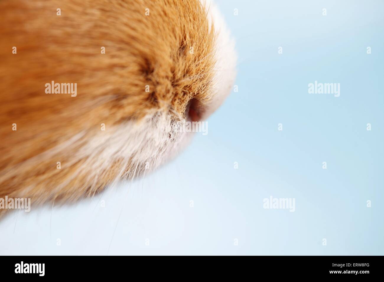 smooth-haired guinea pig Stock Photo